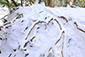 鞍馬山　木の根道　雪景色