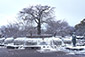 円山公園　雪　画像