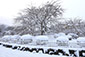 円山公園　雪景色　画像