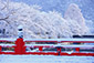 岡崎疏水　雪景色　画像
