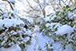 京都　嵐山　大河内山荘庭園　雪