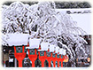 平野神社　雪景色
