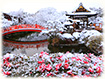 神泉苑　雪景色　雪化粧