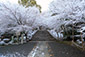 京都　龍安寺　雪景色