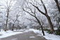 下鴨神社　糺の森　雪景色