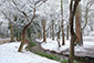 下鴨神社　糺の森　雪