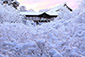 京都　東福寺　雪　とうふくじ