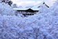 東福寺の雪景色　いつ　時期