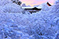京都　東福寺　雪　絶景