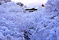 東福寺　冬　絶景