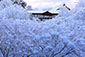 東福寺　雪　高画質画像