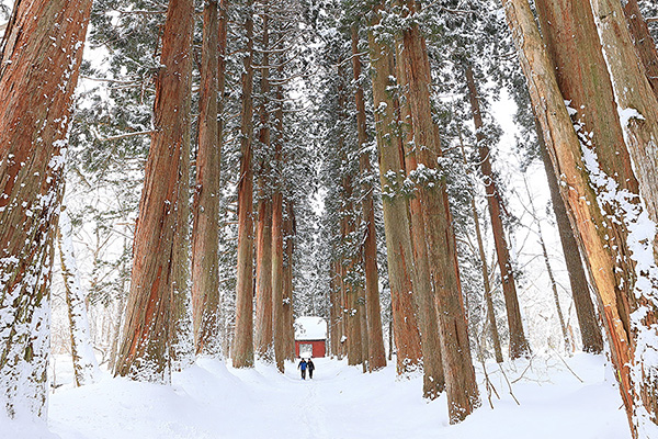 戸隠神社　雪　写真