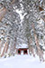 戸隠神社　雪景色　高画質写真