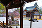 京都　大覚寺　左近の梅