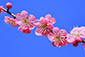 京都　大覚寺　梅の花