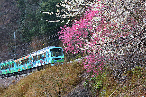 �b�R�d�ԁ@�~�@�ʐ^