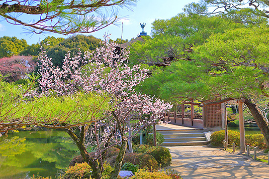 �����_�{�@�~�̉�