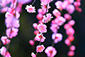 京都　城南宮　梅の花