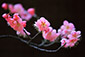 京都　城南宮　梅の花