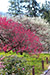 京都　植物園　梅　うめ　画像