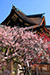 京都　北野天満宮の梅　高画質　写真