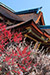 京都　北野天満宮の梅　春　写真