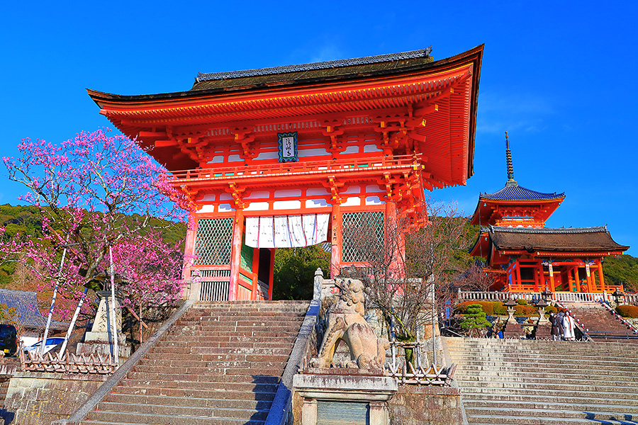 清水寺 梅 清水寺 梅