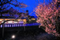 京都　北野天満宮の梅ライトアップ　画像