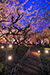 北野天満宮　梅苑ライトアップ　高画質写真