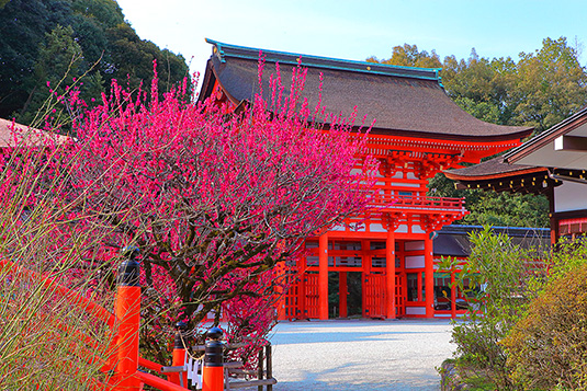 京都　梅　画像
