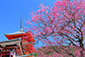 京都　梅　絶景写真