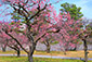 京都　梅園　二条城の梅