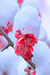 下鴨神社　雪をかぶる梅