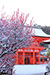京都　下鴨神社　雪をかぶる梅
