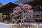 天龍寺の梅　高画質　画像