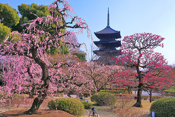 �����@�~�@�摜