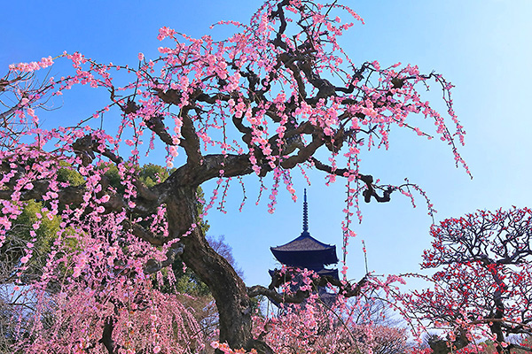 �����@�~�@�ʐ^