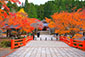 高野山　奥の院　紅葉　高画質写真