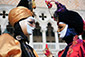 ベネチアカーニバル　高画質画像